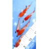 Tosaï 11-15cm : Kohaku et Sakura éleveur Ikarashi Ozumi