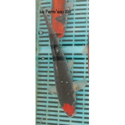 tancho goshiki éleveur AOKI 31 cm