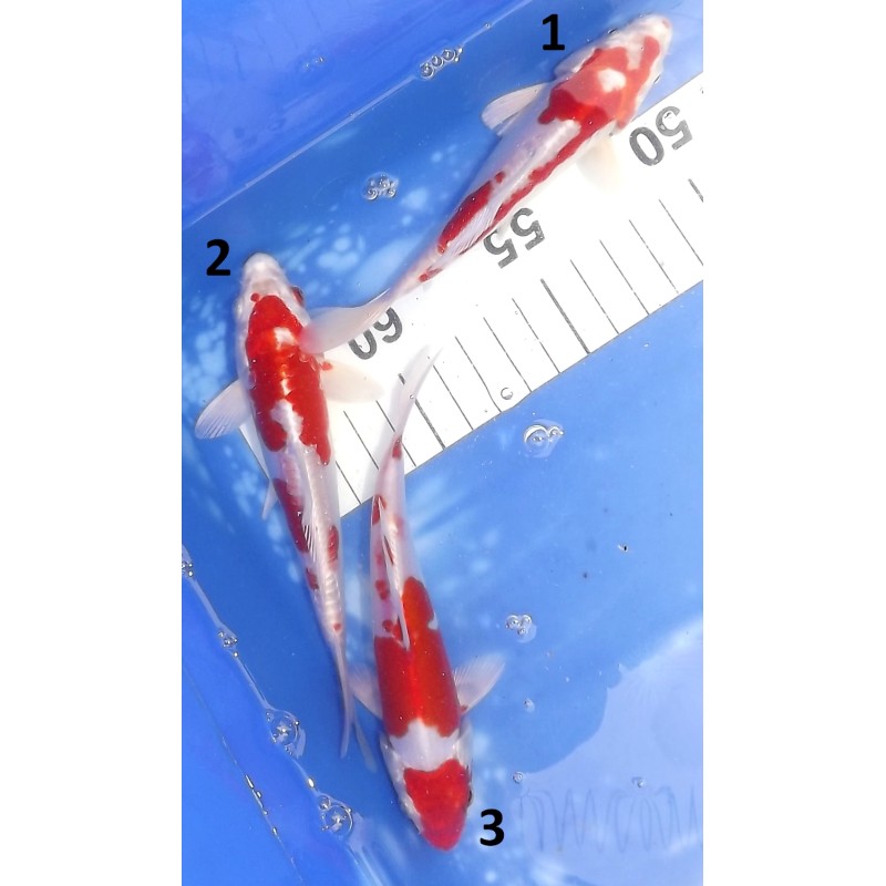 Tosaï 13-16cm : Kikusui éleveur Sakazume