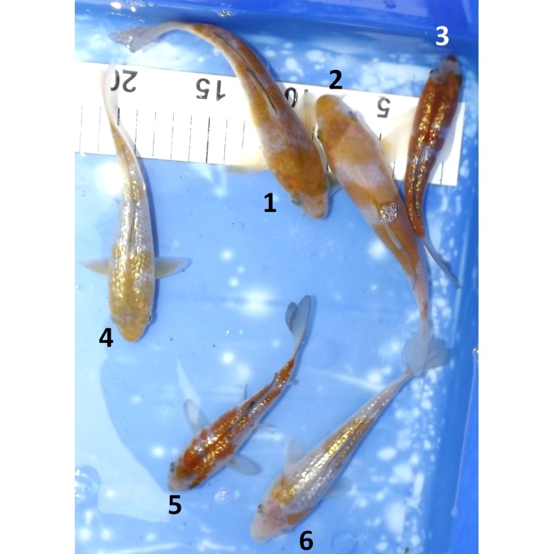 Tosaï 13-18cm : Ginrin Ochiba et Ochiba éleveur Kazehiro
