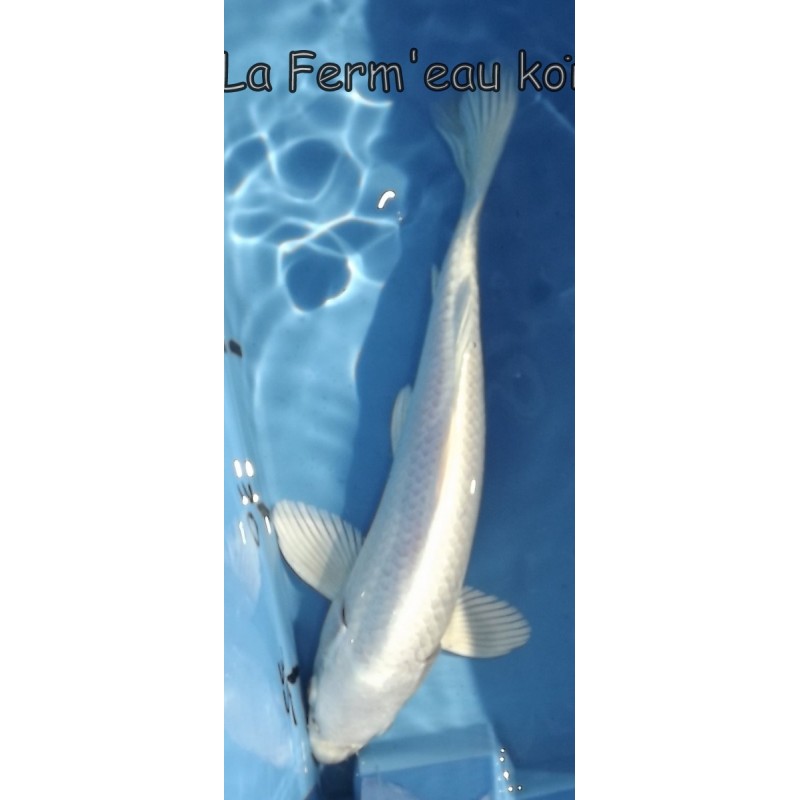 Ginrin Platinium 20-25 cm Japon Ogata 