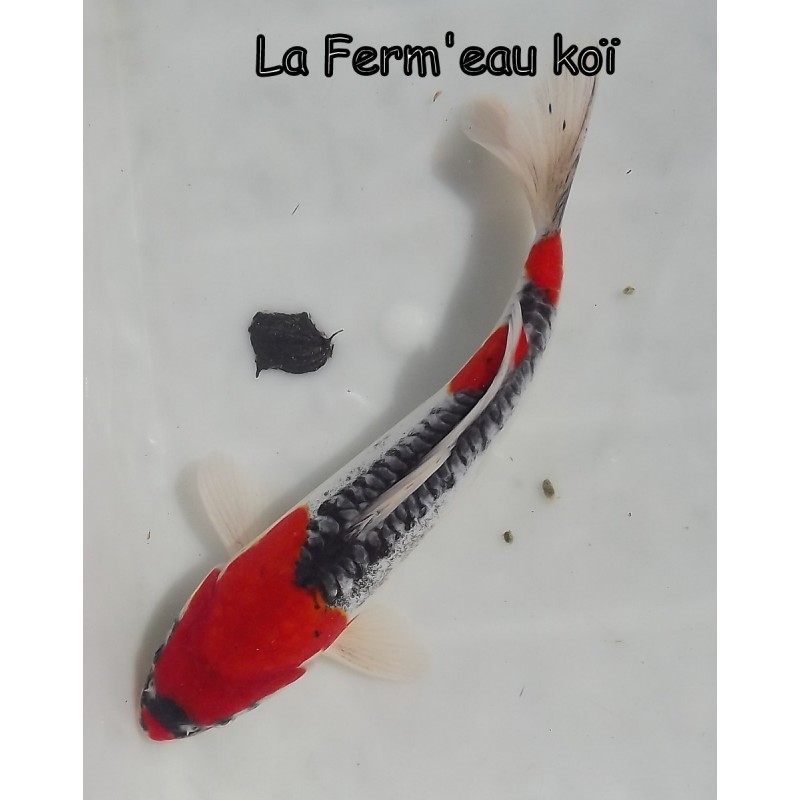 Doitsu goshiki éleveur AOKI 26 cm