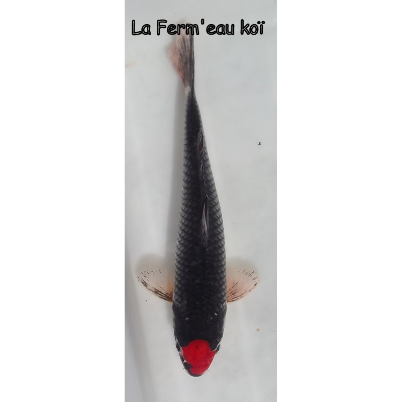 tancho goshiki éleveur AOKI 31 cm