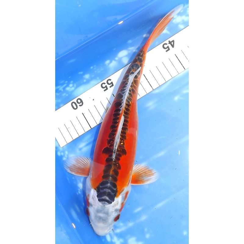 Sélection ++ : Doitsu Kujaku 31cm