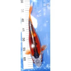 Sélection ++ : Doitsu Kujaku 31cm