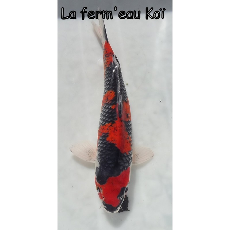 goshiki éleveur AOKI 35cm