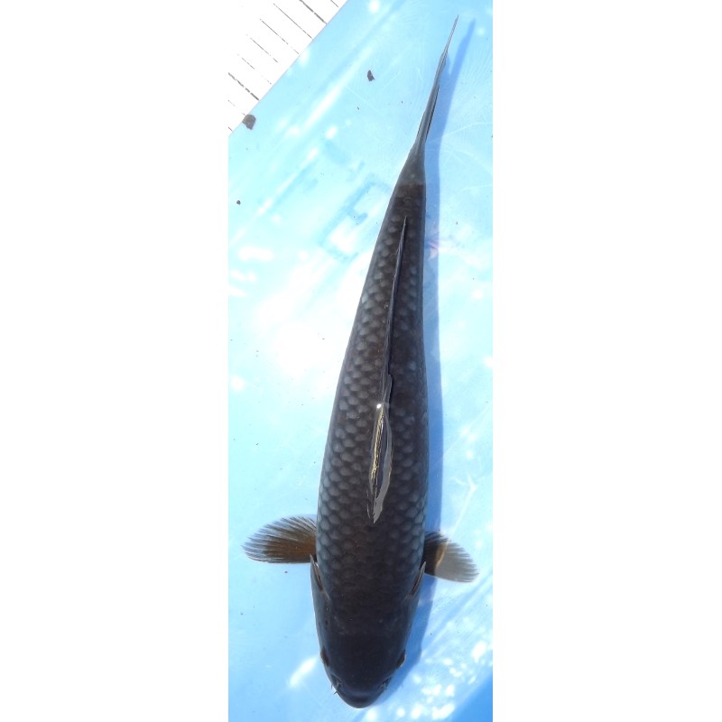 Sélection ++ : Kuro Ochiba 32cm