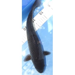 Sélection ++ : Kuro Ochiba 32cm