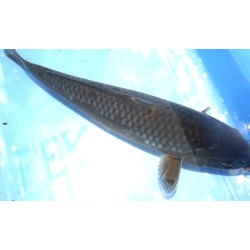 Sélection ++ : Kuro Ochiba 32cm