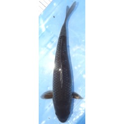 Sélection ++ : Kuro Ochiba 32cm