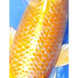 Sélection ++ : Ginrin Yamabuki 31cm