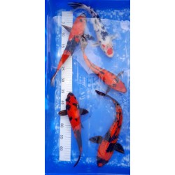 Showa 35 cm éleveur Miyatora