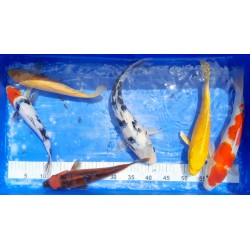 Yamabuki 30-40 cm éleveur Ikarashi Ozumi