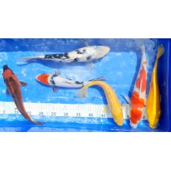 Yamabuki 30-40 cm éleveur Ikarashi Ozumi