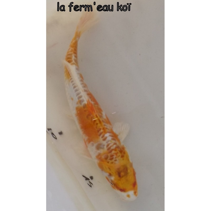 Doitsu hariwake 20-25cm