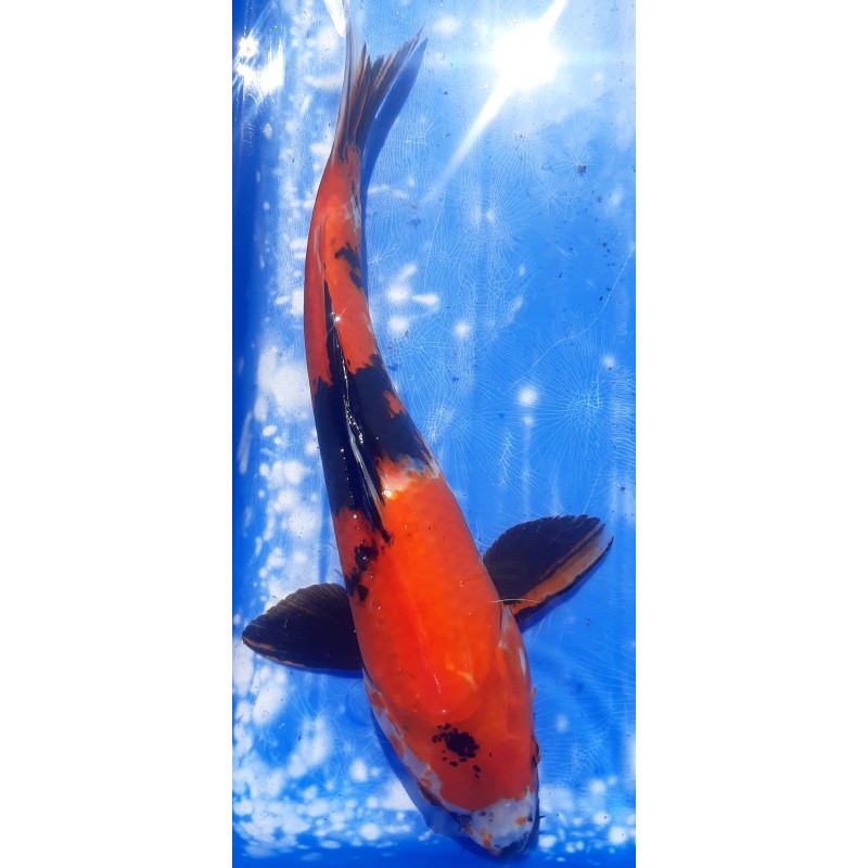 Showa 35 cm éleveur Miyatora