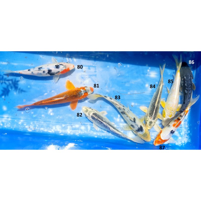 Sélections 20-25cm n°80-87