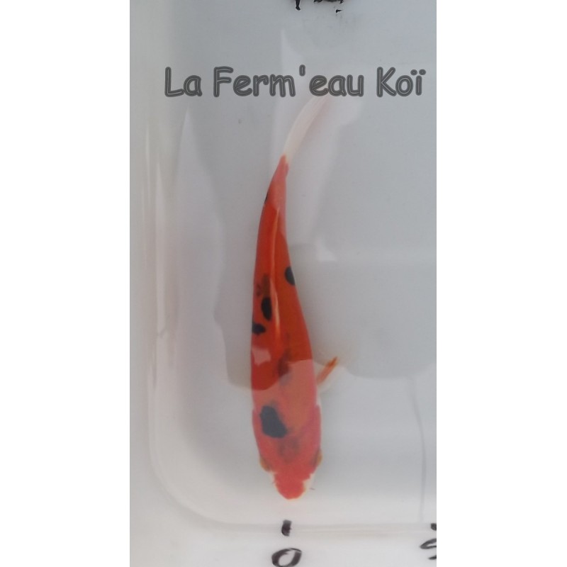 Doitsu hi sanke 14-17cm Japon Kaze tosaï