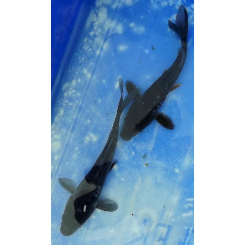 Doitsu Kuro Ochiba 20-25cm