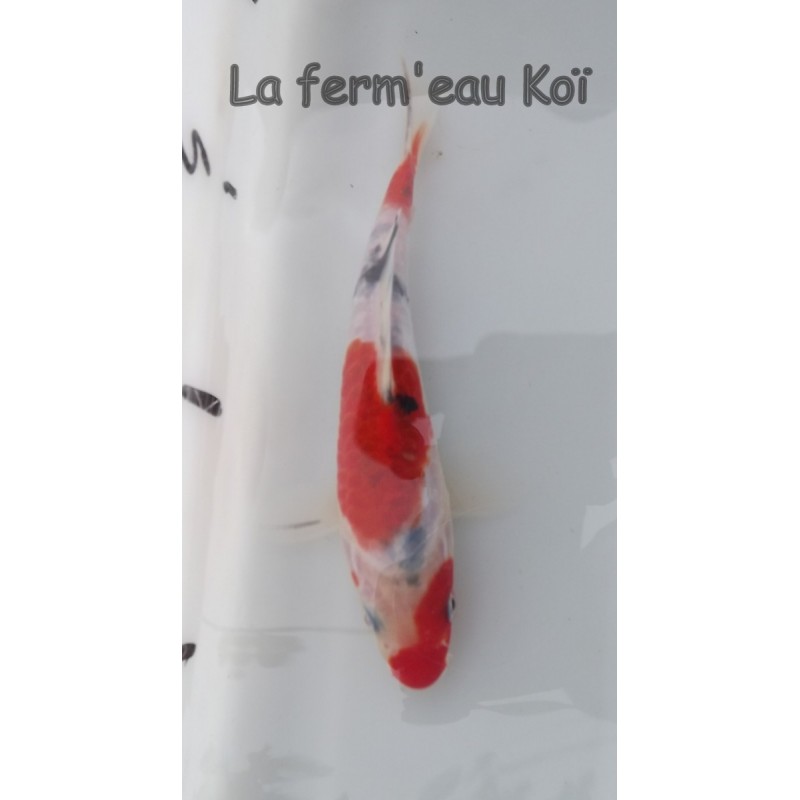 Doitsu sanke 14-17cm Japon Kaze tosaï