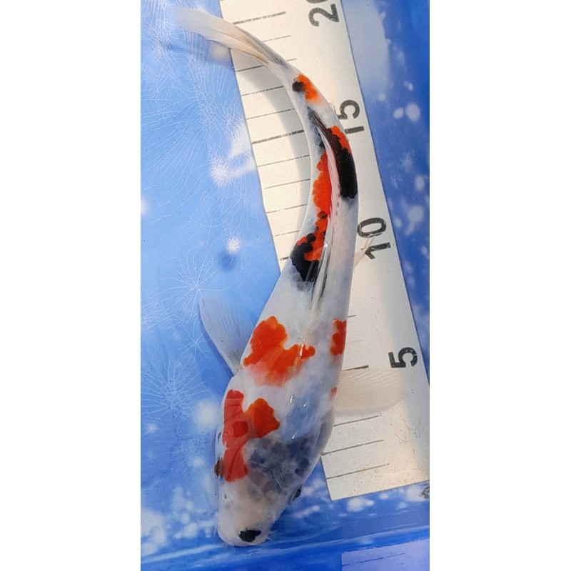 Showa B 25cm éleveur Saïto Koï Farm