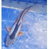 Shusui 35 cm éleveur Ikarashi Ozumi
