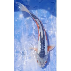 Shusui 35 cm éleveur Ikarashi Ozumi