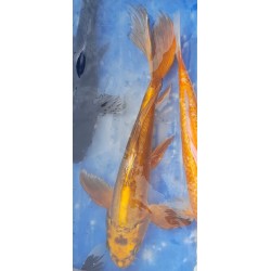 Doitsu Ki Mukashi voile 42cm éleveur YAMASAN