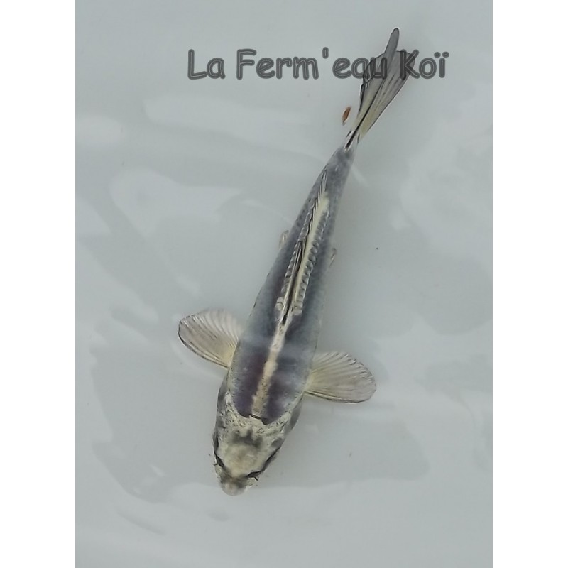 Kikokuryu 14-17cm Japon Kaze tosaï