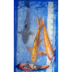 Doitsu Ki Mukashi voile 42cm éleveur YAMASAN