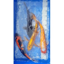 Hajiro wagoï 41cm nisaï éleveur Kanezo