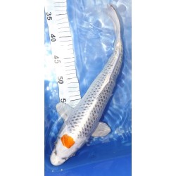 Tancho Kujaku éleveur Saïto Koï Farm