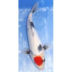 Tancho Showa éleveur Saïto Koï Farm