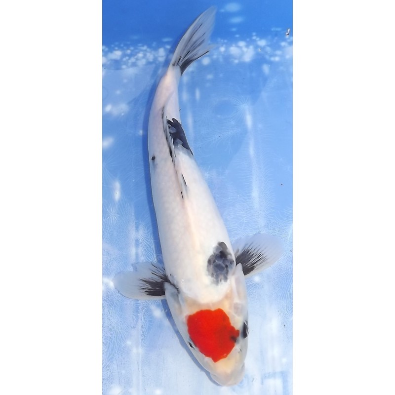 Tancho Showa éleveur Saïto Koï Farm