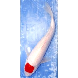 HQ: Tancho Kohaku 51cm éleveur Hoshikin