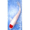 HQ: Tancho Kohaku 51cm éleveur Hoshikin