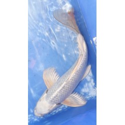 Ginrin Mukashi voile 40cm éleveur YAMASAN