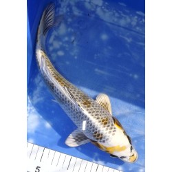 Ki Ginga éleveur Aoki