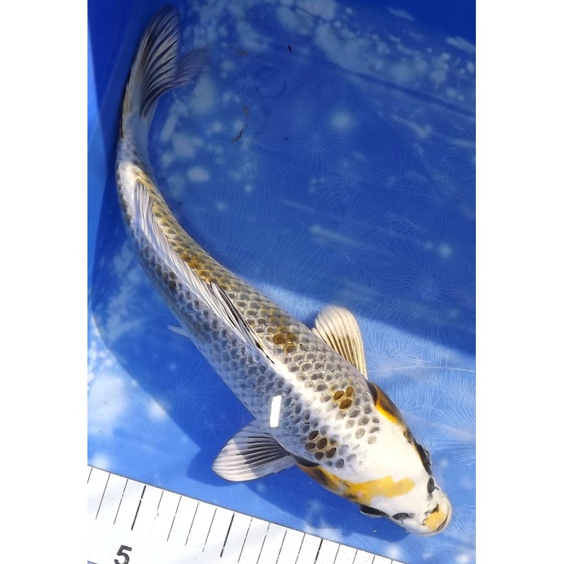 Ki Ginga éleveur Aoki