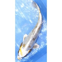 Ki Ginga éleveur Aoki