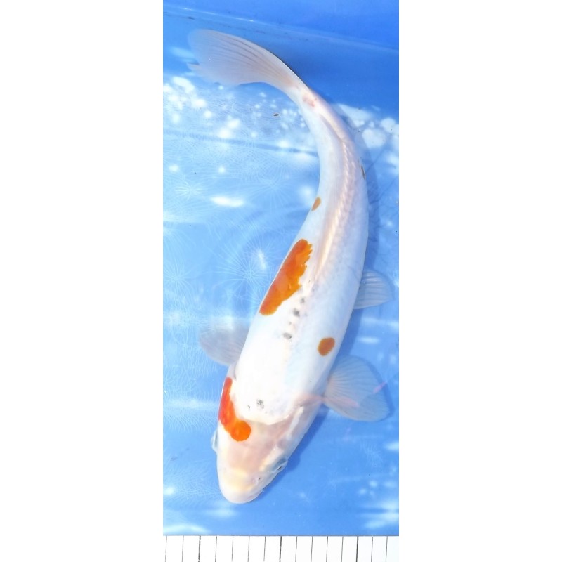 Kosui éleveur Kazehiro