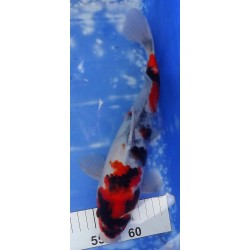 Showa éleveur Hiroï