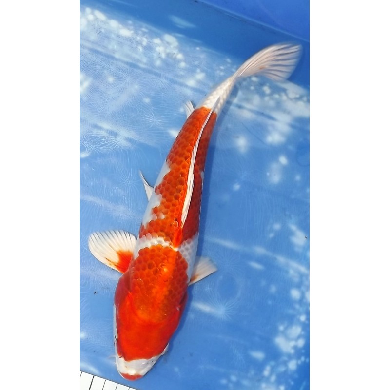 Kujaku / Hariwake éleveur Sakazume