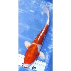 Kujaku / Hariwake éleveur Sakazume