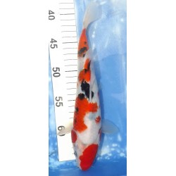 Sanke éleveur Sakazume