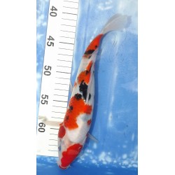 Sanke éleveur Sakazume