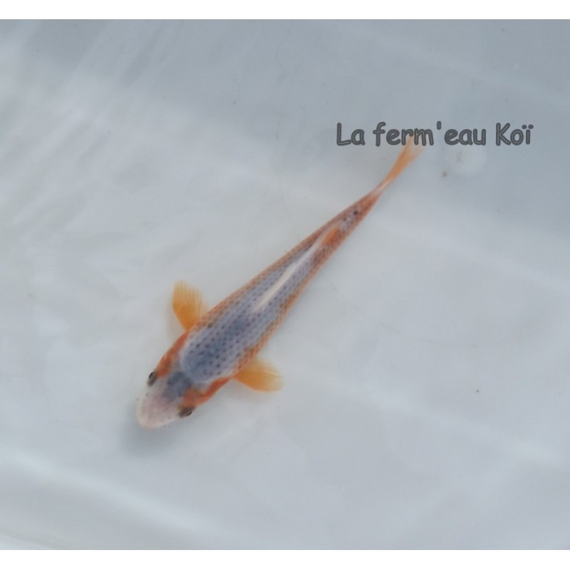 Hi asagi 14-18cm Japon HIRASAWA tosaï