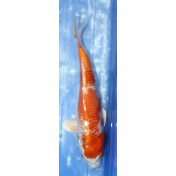 Hariwake éleveur Sakazume