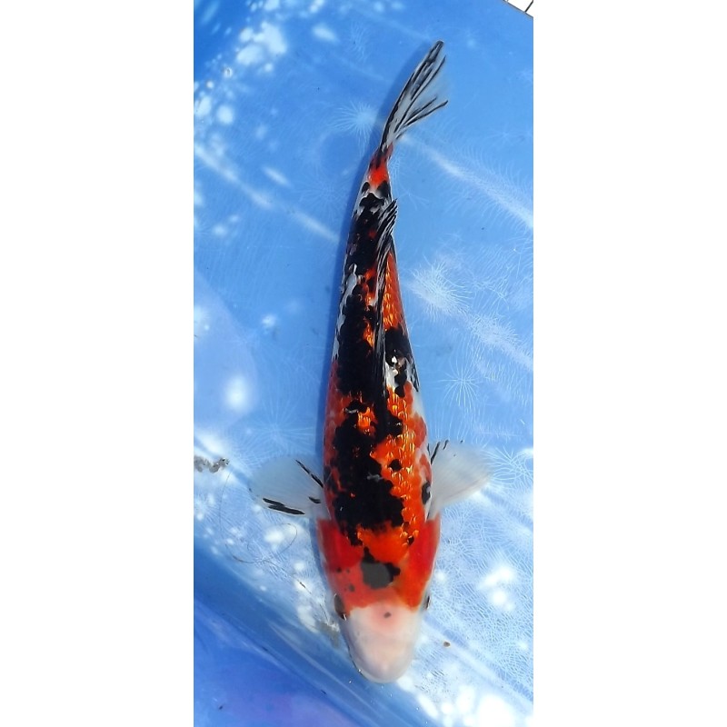 Ginrin Sanke éleveur Sakazume