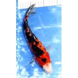 Ginrin Sanke éleveur Sakazume